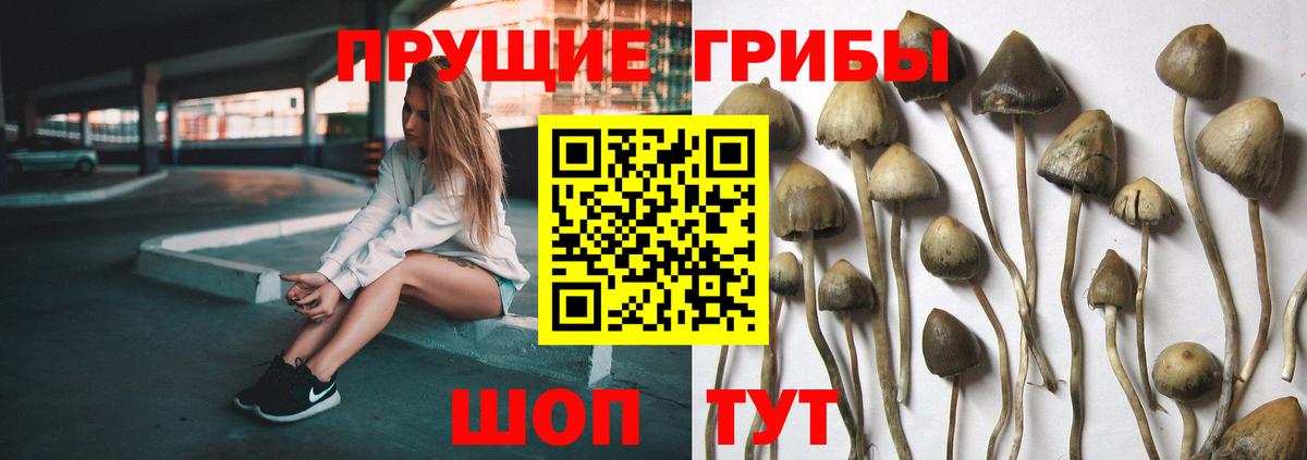 Калининград  где продают наркотики  Вход с VPN  Галлюциногенные грибы Psilocybe 